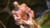 Four-handed monster with horns pounding badly petite blondie