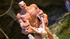 Four-handed monster with horns pounding badly petite blondie